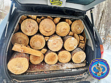 Житель Тынды незаконно нарубил дрова: будет возбуждено уголовное дело
