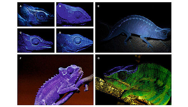 Стало известно, чем хамелеоны привлекают самок