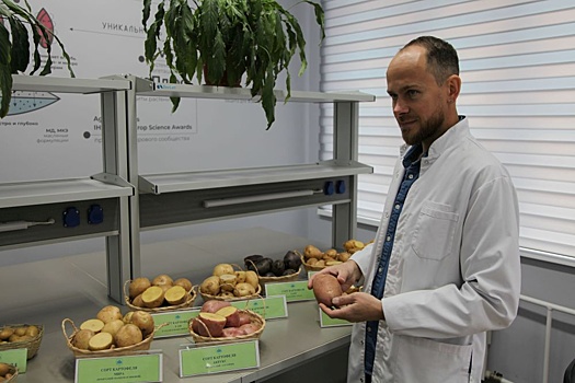 В Красноярске вывели морозоустойчивые сорта картофеля
