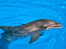 Дельфин вернул девушке потерянный в океане iPhone