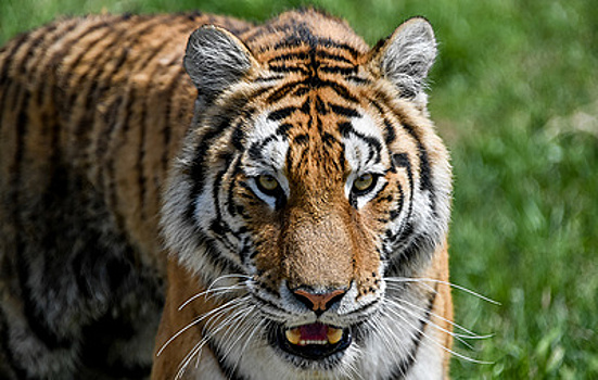 Тигры вышли из тайги из-за наводнения