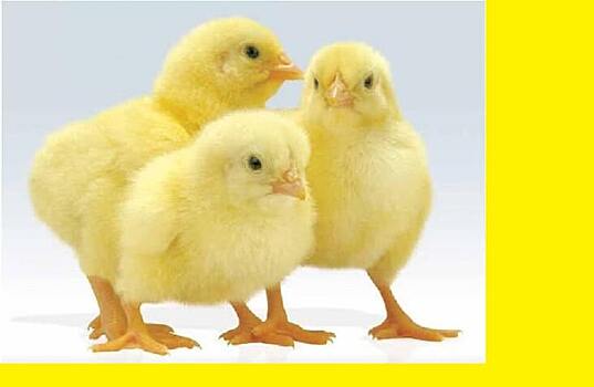 5 главных ошибок при выращивании цыплят-бройлеров в домашних хозяйствах