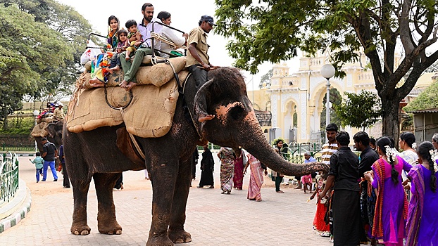 Разъяренный слон в Индии схватил хоботом россиянку и едва не растоптал ее