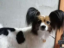 В Воронежской области во время перевозки пропала собака Шура