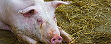 Эпидемиолог: Африканская чума свиней не опасна для человека