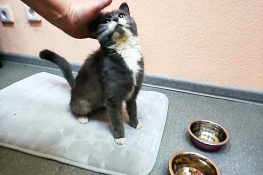 В Бурятии железнодорожники спасли кошку, подброшенную в вагон