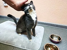 В Бурятии железнодорожники спасли кошку, подброшенную в вагон