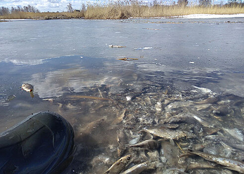 В челябинском озере нашли тонны мертвой рыбы