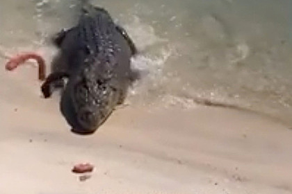 Мужчина пришел на пляж и утолил голод крокодила