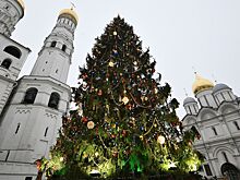 Главную новогоднюю ель России спилили в Подмосковье