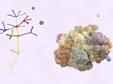 Ученые нашли способ заставить иммунную систему самостоятельно бороться с раком