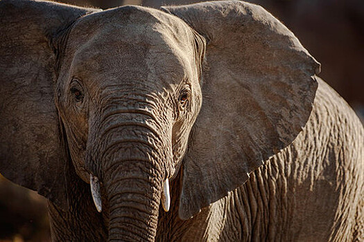 В Ботсване обнаружили почти 90 мертвых слонов