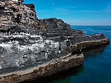 Едем к белым медведям: в Мурманске открылся центр РГО для организаций путешествий в Арктику