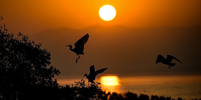 Шэньчжэньский залив - рай водоплавающих птиц