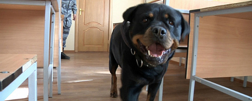В Моршанске служебный пес обнаружил порох и боеприпасы в одном из домов