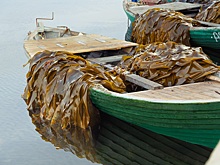 Врач объяснил, чем можно заменить добавки йода к пище