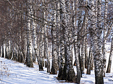 Логистика ВСУ в Харьковской области парализована из-за снега и мобилизации