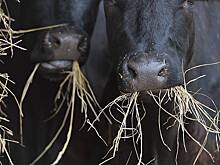 Рынок органической продукции в России оценили
