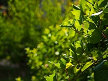 В Волгоградской области 11 человек заболели боррелиозом после укуса клещей