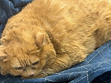 Кот-гигант из Перми похудел почти на три килограмма и научился прыгать