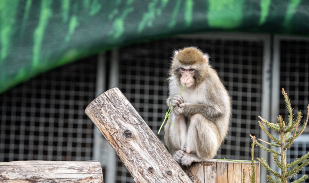 Обезьяны не смогут написать Гамлета до конца Вселенной, выяснили математики