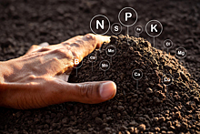 Почему сера в растениеводстве важна не меньше, чем азот и фосфор?