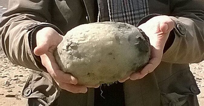 Супруги нашли на пляже дурно пахнущий камень. Муж забрал его с собой и не прогадал: находка оказалась очень ценной