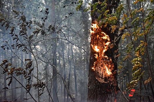 Ущерб от лесных пожаров в УрФО составил более 900 миллионов рублей