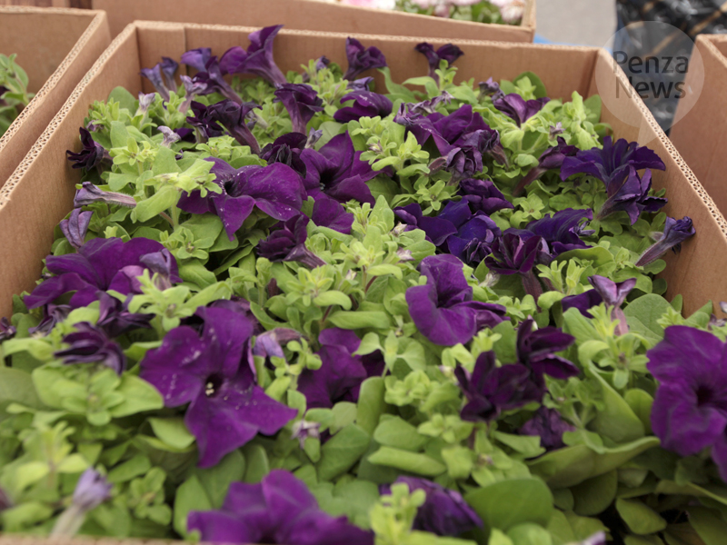 Пензу украсят около 300 тыс. цветов