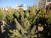 В Волгограде откроют около 70 точек для продажи новогодних елок