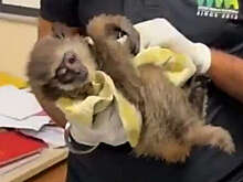 В аэропорту Мумбаи арестовали пассажира с детенышами серебристого гиббона