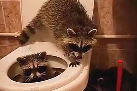 Еноты оккупировали туалет в отеле Анапы и попали на видео