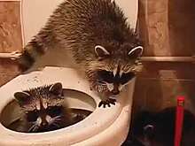 Еноты оккупировали туалет в отеле Анапы и попали на видео