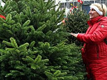 Россиян предупредили о подорожании новогодних елок из-за санкций