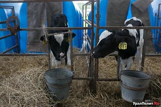 Тюмень стала лидером в УрФО по вводу жилья и надоям