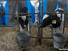 Тюмень стала лидером в УрФО по вводу жилья и надоям