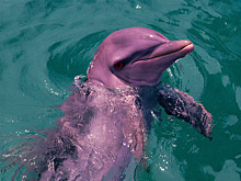 В Гонконге сняли на видео розовых дельфинов