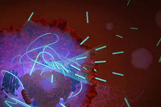 Nature: модифицированный амфотерицин устраняет грибки без токсичных последствий