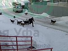 Стая бездомных собак напала на ребенка в Уфе