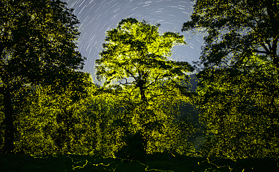 Миллиарды светлячков осветили индийский заповедник