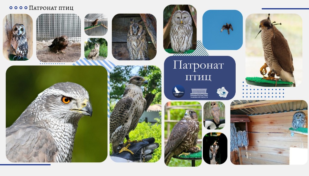В регионе стартовал экологический благотворительный проект «Хранители птиц»