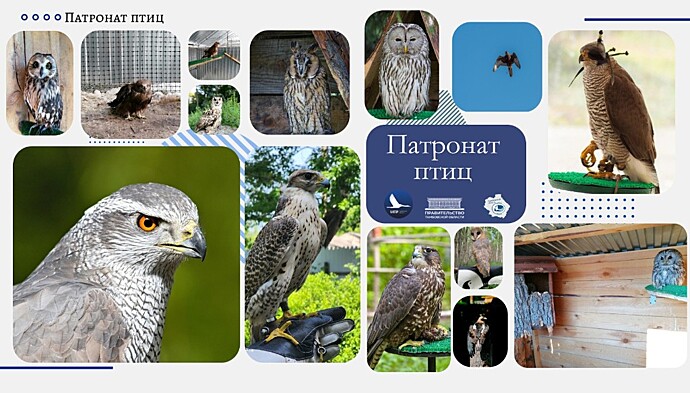 В регионе стартовал экологический благотворительный проект «Хранители птиц»