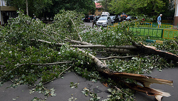 Ветер в Москве повалил 150 деревьев за двое суток