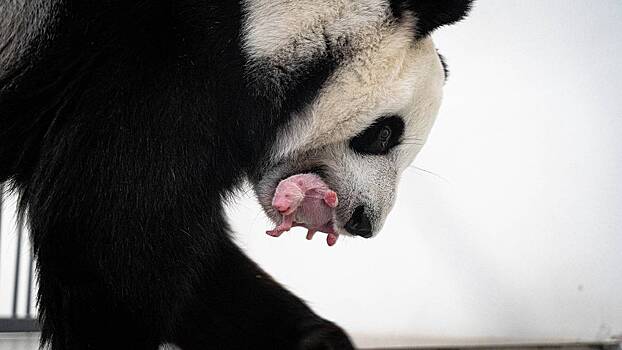 Малыш-панда, капибарята и шесть щенят: новый бейби-бум в Московском зоопарке