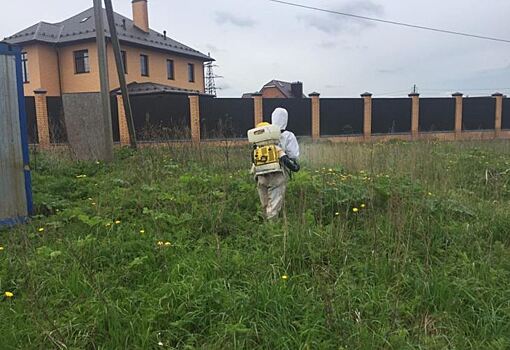 Тройной удар по борщевику Сосновского нанесут в Московской области