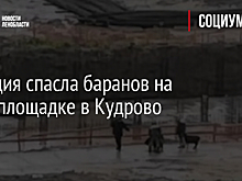 Полиция спасла баранов на стройплощадке в Кудрово