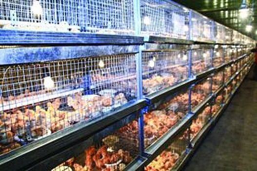 Россельхознадзор не пустил во Вьетнам 81 тонну куриных ножек