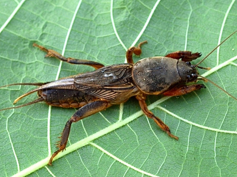 4 популярных способа борьбы с медведкой, которые на самом деле не работают