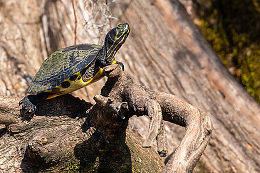 Редких болотных черепах обнаружили в озере российского региона