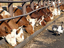 РФ с 1 июня может поставлять в Азербайджан мясо, молоко и мёд